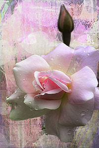 slējās, bud, puķe, skaists, augu, makro, rozā