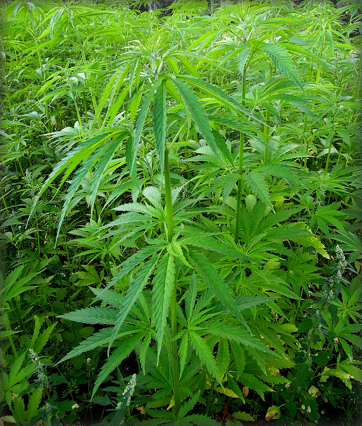 marihuana, hamp, Cannabis, narkotika, hash, ganja, græs
