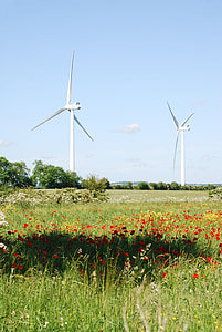 vento, turbinas, terras agrícolas, ambientalmente amigável, Prado, cenário