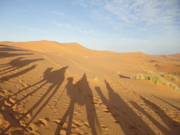 sahara desert, sand, shadow, dromedary