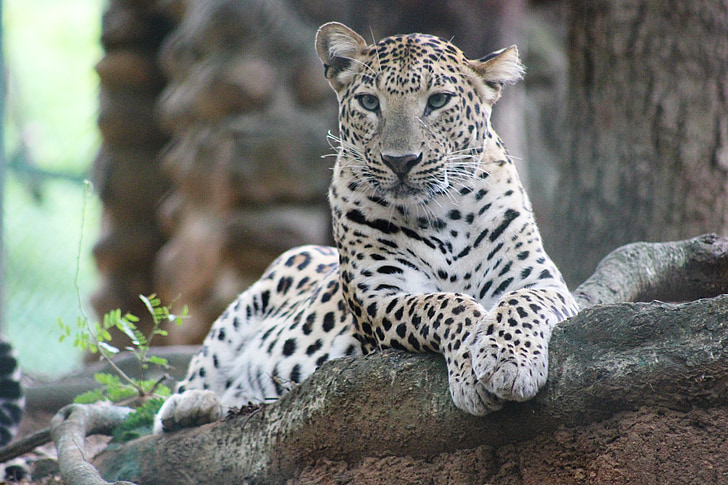 sauvage, faune, léopard, animal, carnivore, Safari, Zoo