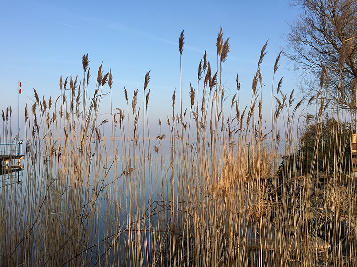 søen, Reed, Bank, natur, landskab, Smuk, idyl