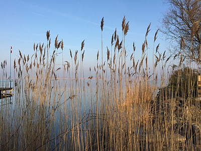 lake, reed, bank, nature, landscape, beautiful, idyll