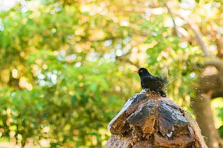 Tier, Tierfotografie, Vogel, Makro, Natur, nass, Tierwelt