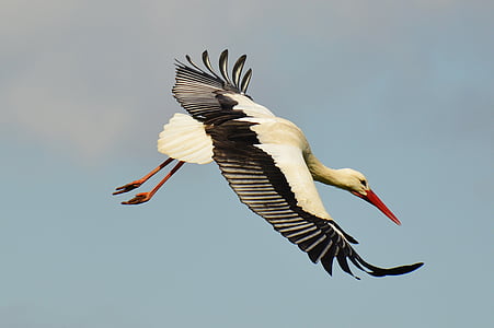 stork, fly, elegant, feather, bird, plumage, nature