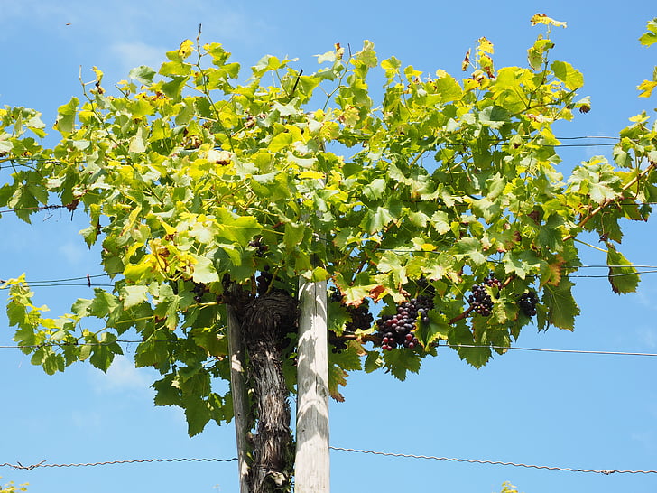 Grapevine, raisins, viticulture, bleu, plantation, grimpeur, culture