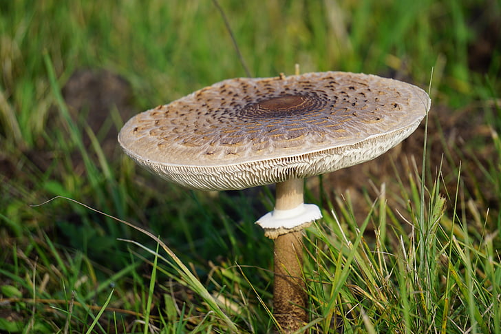 mushroom, meadow, autumn, nature, plant, fungus, toadstool