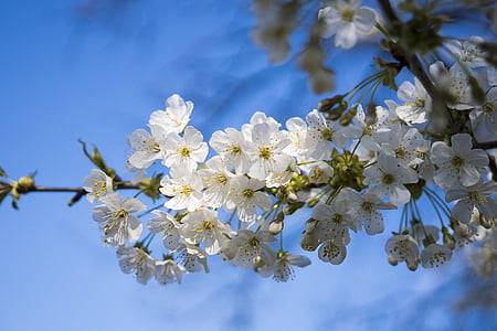 κεράσι, ανθισμένη Κερασιά, άνθος, άνθιση, λευκό άνθος, λουλούδια, πράσινο