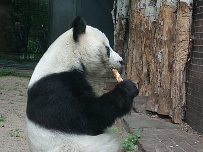 con gấu Panda, ăn, loài quý hiếm, Béc-lin, sở thú