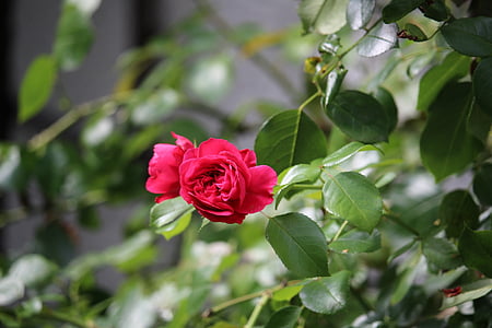 Rosa, flors, jardí, natura, vermell, flor rosa, flor