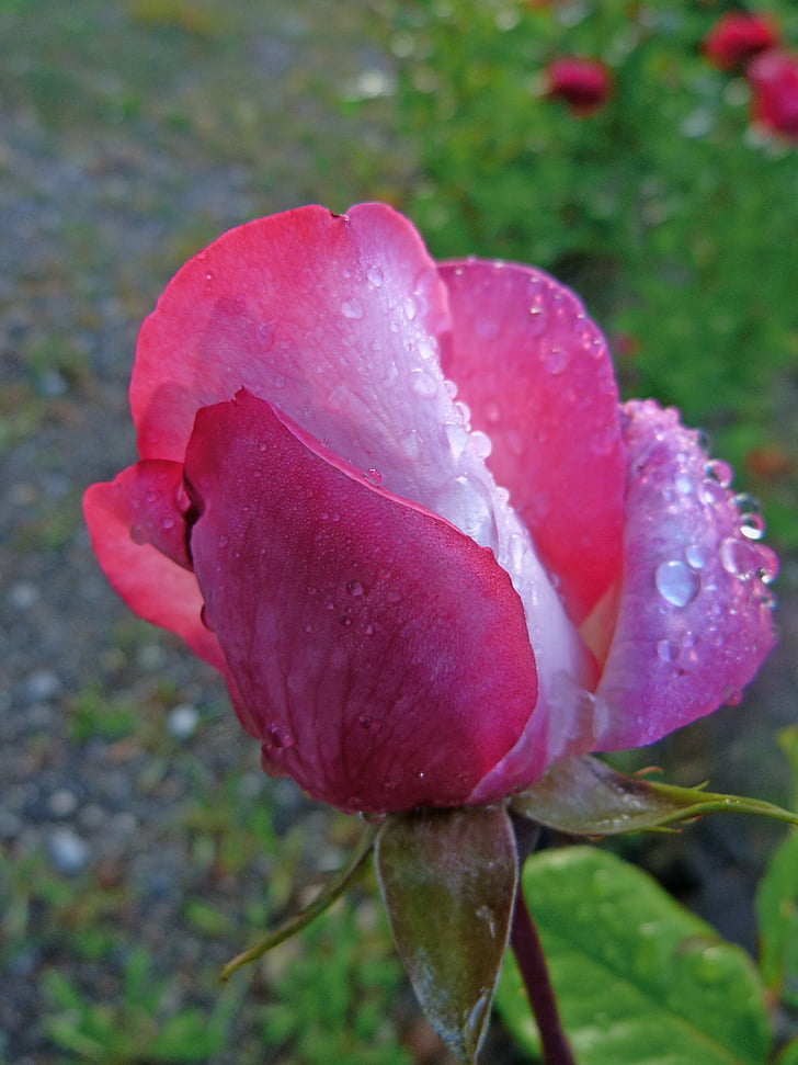 flowers, rose bud, macro, garden, dew drops, morning, nature