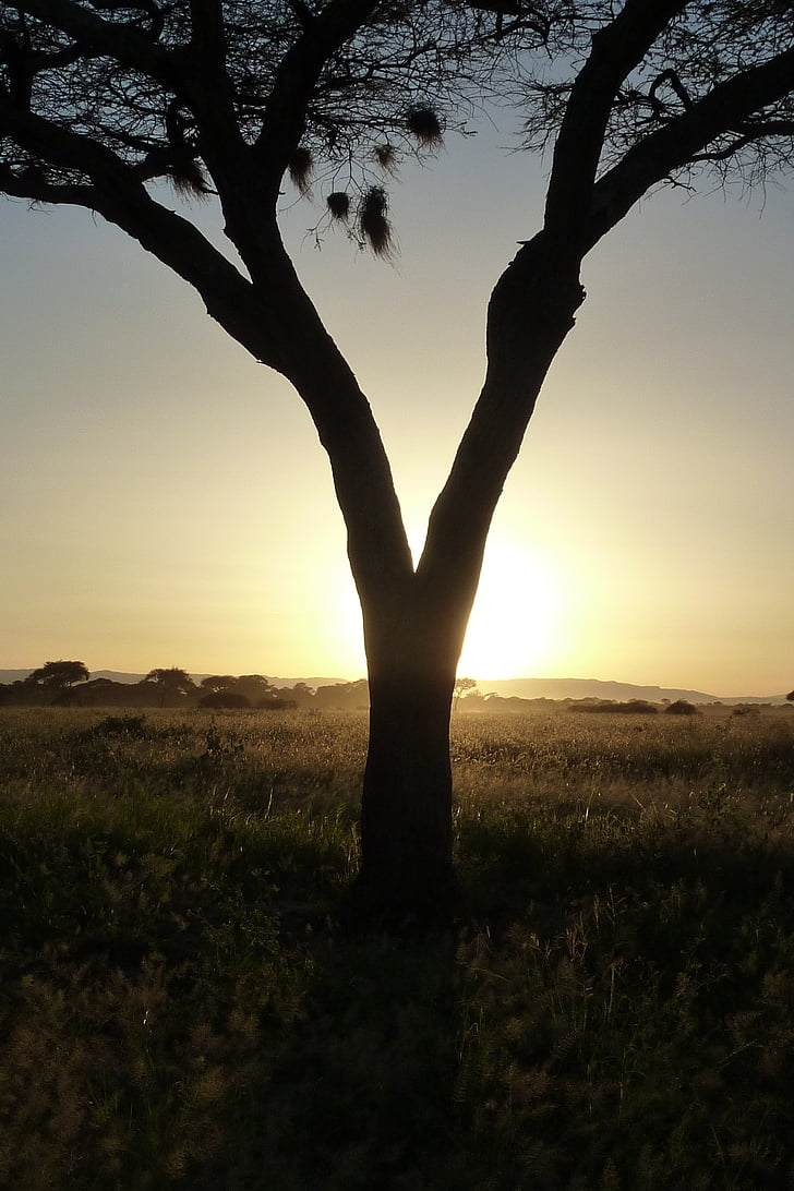 arbre, sol, posta de sol, Àfrica, Tarangire, Tanzània, paisatge
