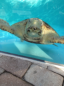 schildpadden, water, Zwembad, dier, zee, onderwater, dieren in het wild