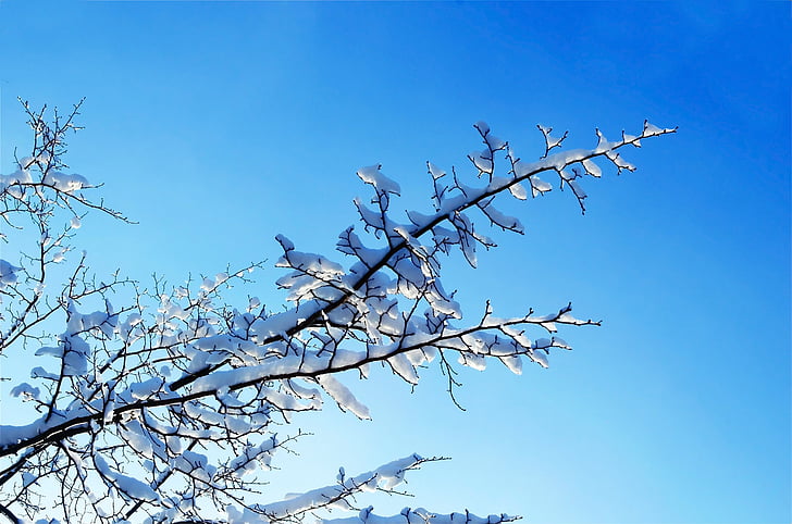 Хубаво, зимни, ден, дърво, дървета, макрос, сняг