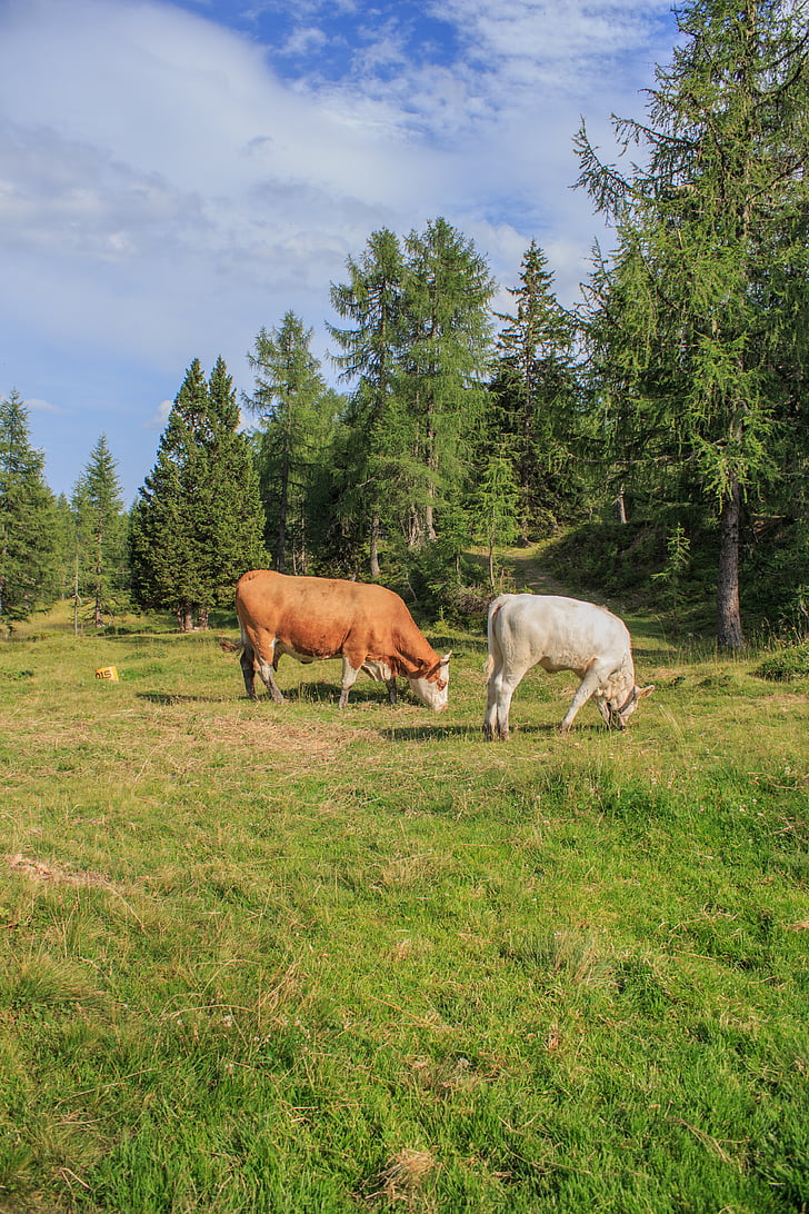 alm, cows, cow, pasture, cattle, agriculture, beef