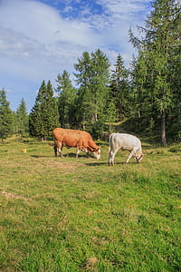 alm, 牛, 牛, 牧草地, 牛, 農業, 牛肉
