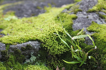 moss, rock, grass, japan, mossy, nature, green