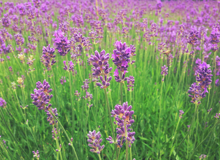 lavender, flowers, purple, plant, flora