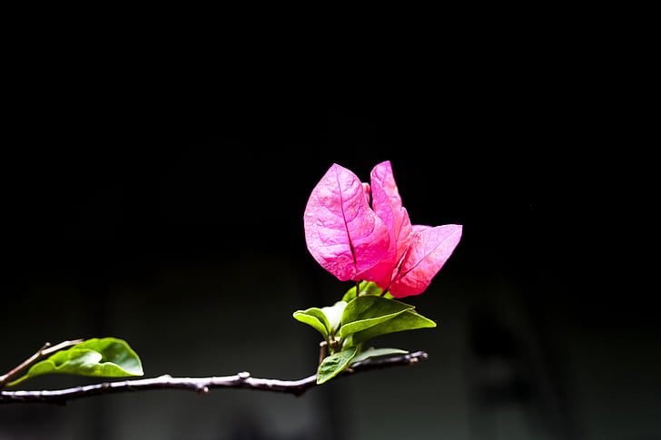 flower, macro, beautiful, black background, fragility, rose - flower, petal