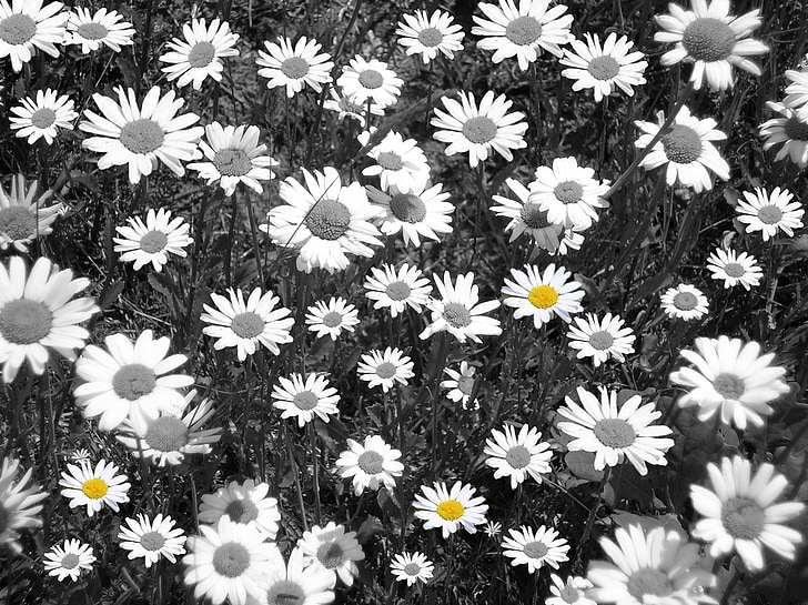 daisies, flower meadow, black and white, flowers, meadow margerite, sea of flowers