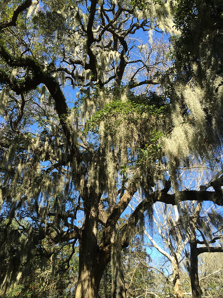 Savannah, hiszpański moss, drzewo, Park, Natura, Południowa, Stany Zjednoczone Ameryki