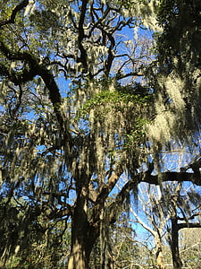 Savannah, španělský mech, strom, parku, Příroda, jih, Spojené státy americké