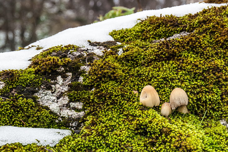 natura, ciuperci, Moss, zăpadă, iarna