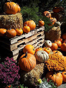 dýně, na podzim, oranžová, sezónní, sklizeň, den díkůvzdání, zelenina
