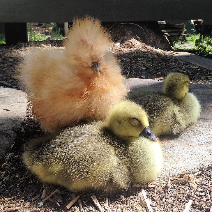 silkie, chick, sleeping, goslings, livestock, young, fluffy