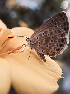 Schmetterling, Quentin chong, Pollen, Insekt, Natur, Schmetterling - Insekt, tierische Flügel