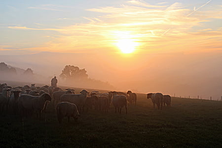 Schäfer, kudde schapen, herder romantiek, schapen, grasland, kudde, dieren
