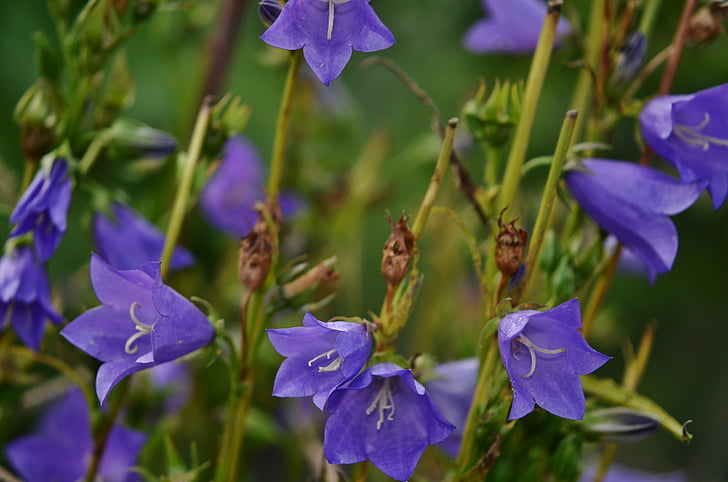 Bellflower, pêssego, com folhas, flor, Primavera, sino, Bluebells