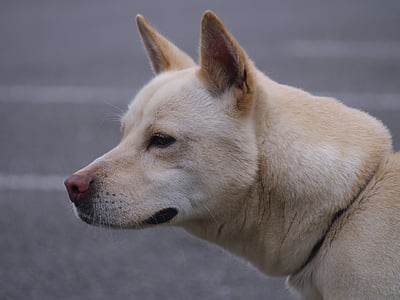 mistura, cão, híbrido, tamanho médio, Ishigaki, Centro de saúde pública, Taro