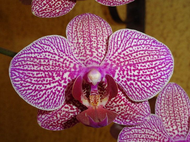 lilled, Orchid, Aed