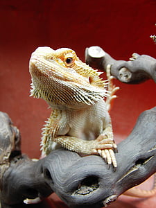 Dragón barbudo, reptil, Pogona vitticeps