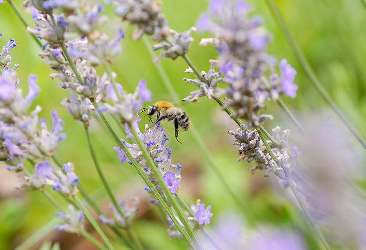Pszczoła, Lawenda, owad, Violet, ogród, kwiaty lawendy, makro