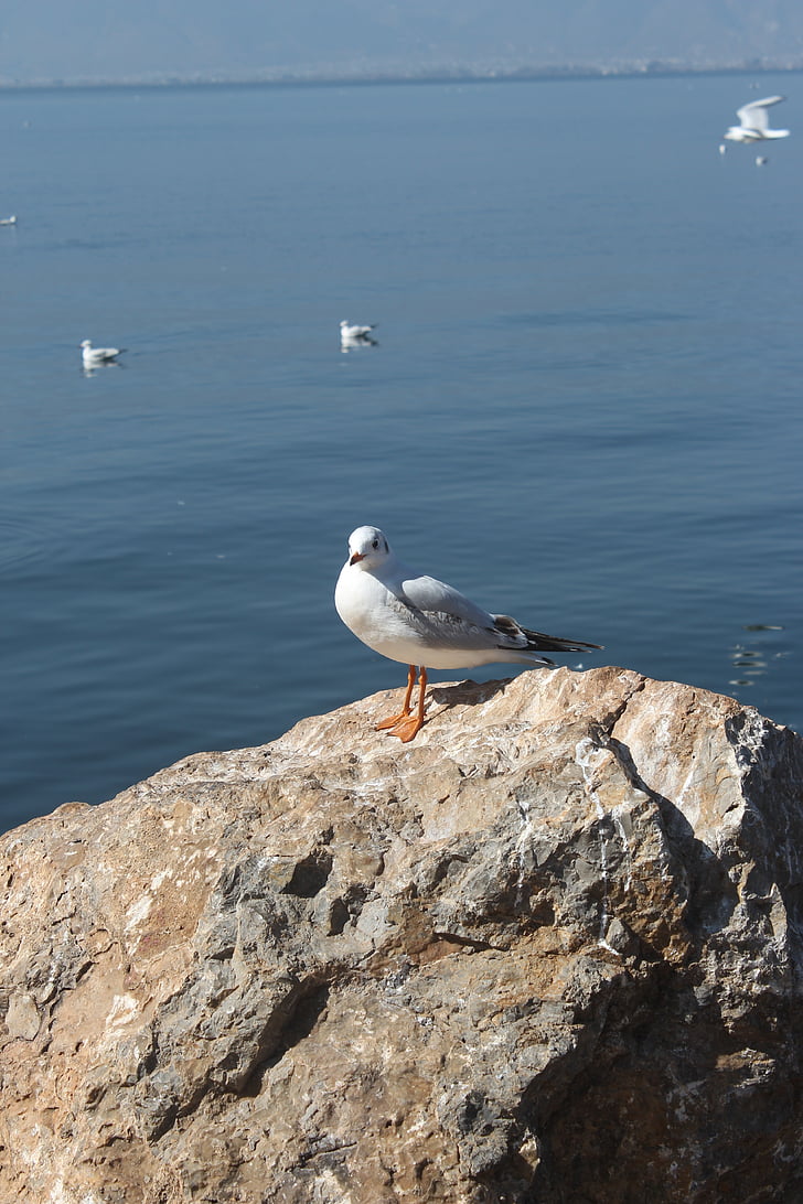 seagull, erhai lake, stone