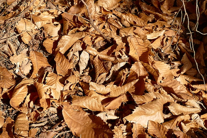 rudens lapas, sausais, daba, atstāj, brūns, rudenī zaļumiem, kaltētas