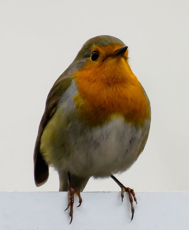 ptica, Robin, ptica pevka, blizu, mala, narave, ograje