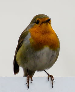 fågel, Robin, Songbird, Stäng, liten, naturen, staket