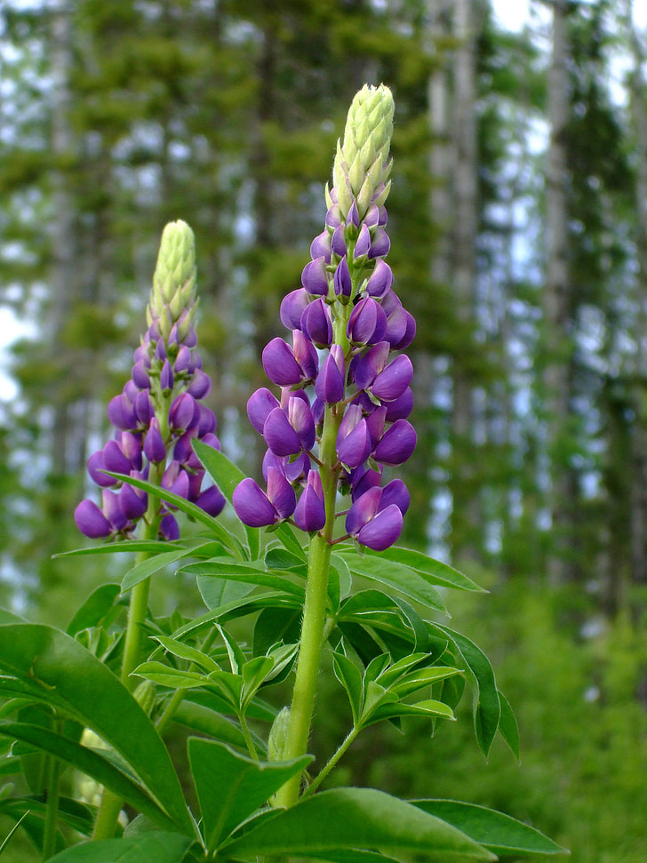 lupins, purple, flower, summer, forest, purple flower