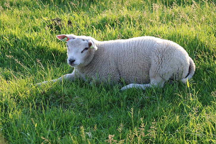 Texel, owiec, zwierzęta, młody, trawa, Latem, pastwiska