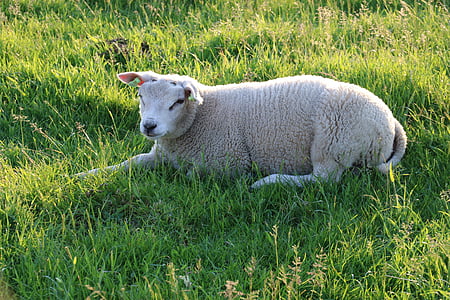 Texel, fåren, djur, unga, gräs, sommar, betesmark
