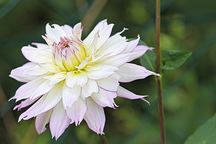 Dahlia, Blossom, Bloom, valkoinen, Dahlia Puutarha, kukka, Syksy kukka