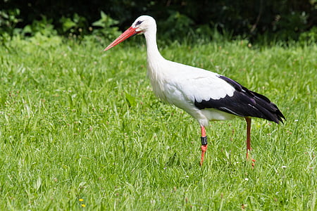 stork, ciconia ciconia, ciconiidae, bill, search, white, black