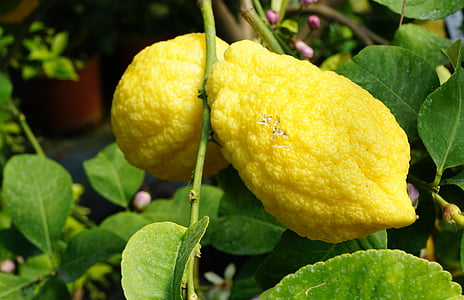 lemon tree, tree, italy, summer, garden, sour, juice