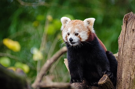 ζώο, Χαριτωμένο, φύση, κόκκινο panda, δέντρο, άγρια φύση, ένα ζώο