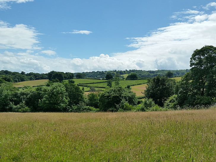 campos, país de Gales, cenário, Verão, árvores, paisagem