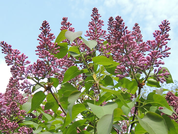 Lilac, Hoa