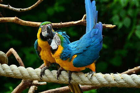 papiga, žuta grudi papiga, žuta Makao, ara, ptica, šarene, perje